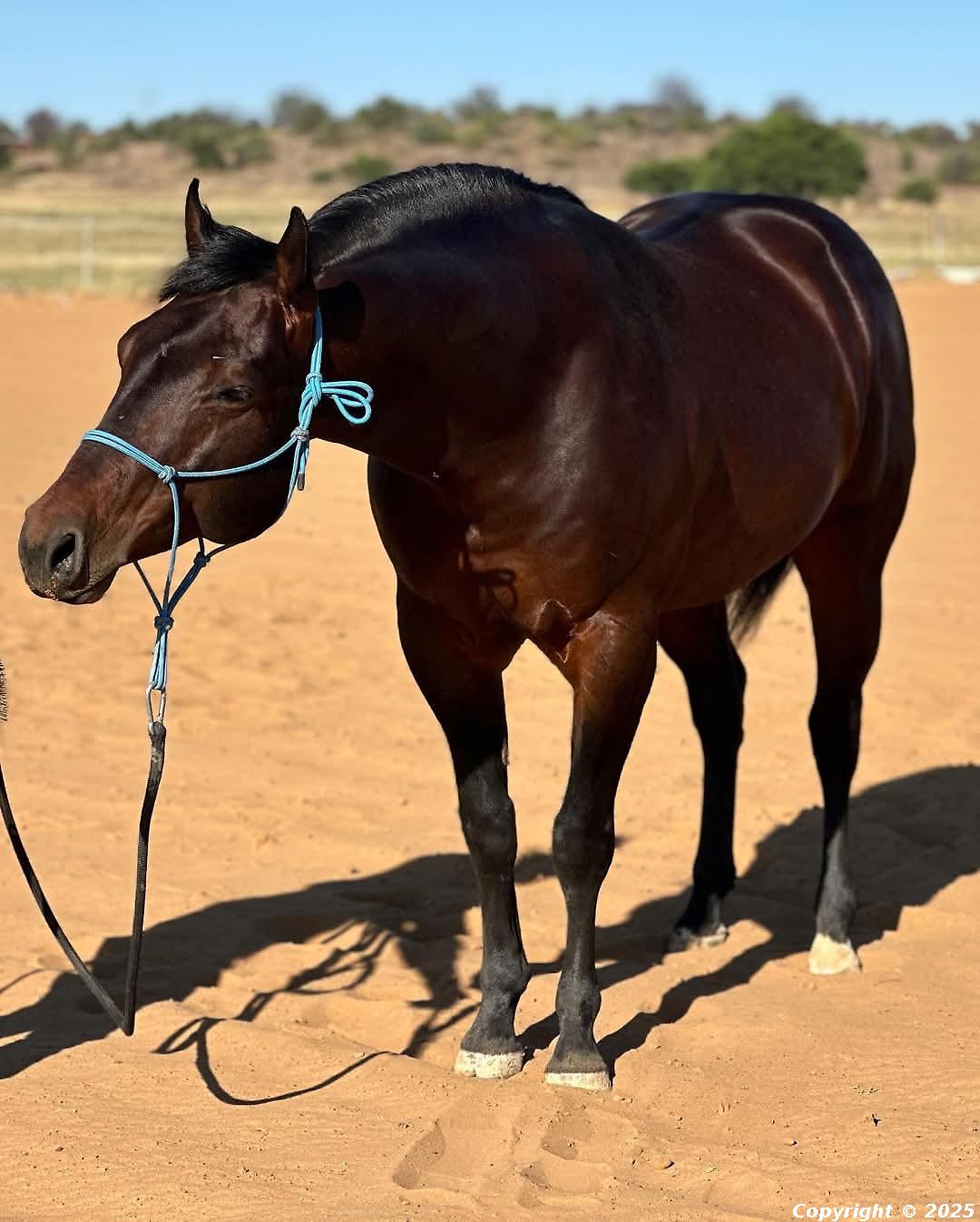 Sandymount Stormy Cat
